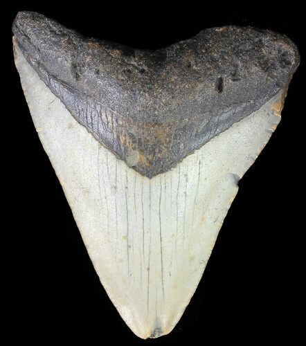 Bargain, Megalodon Tooth - North Carolina #67066